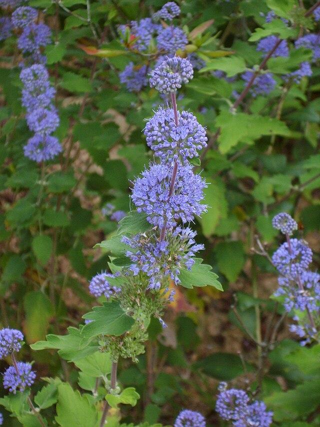 caryopteris_incana_1.jpg