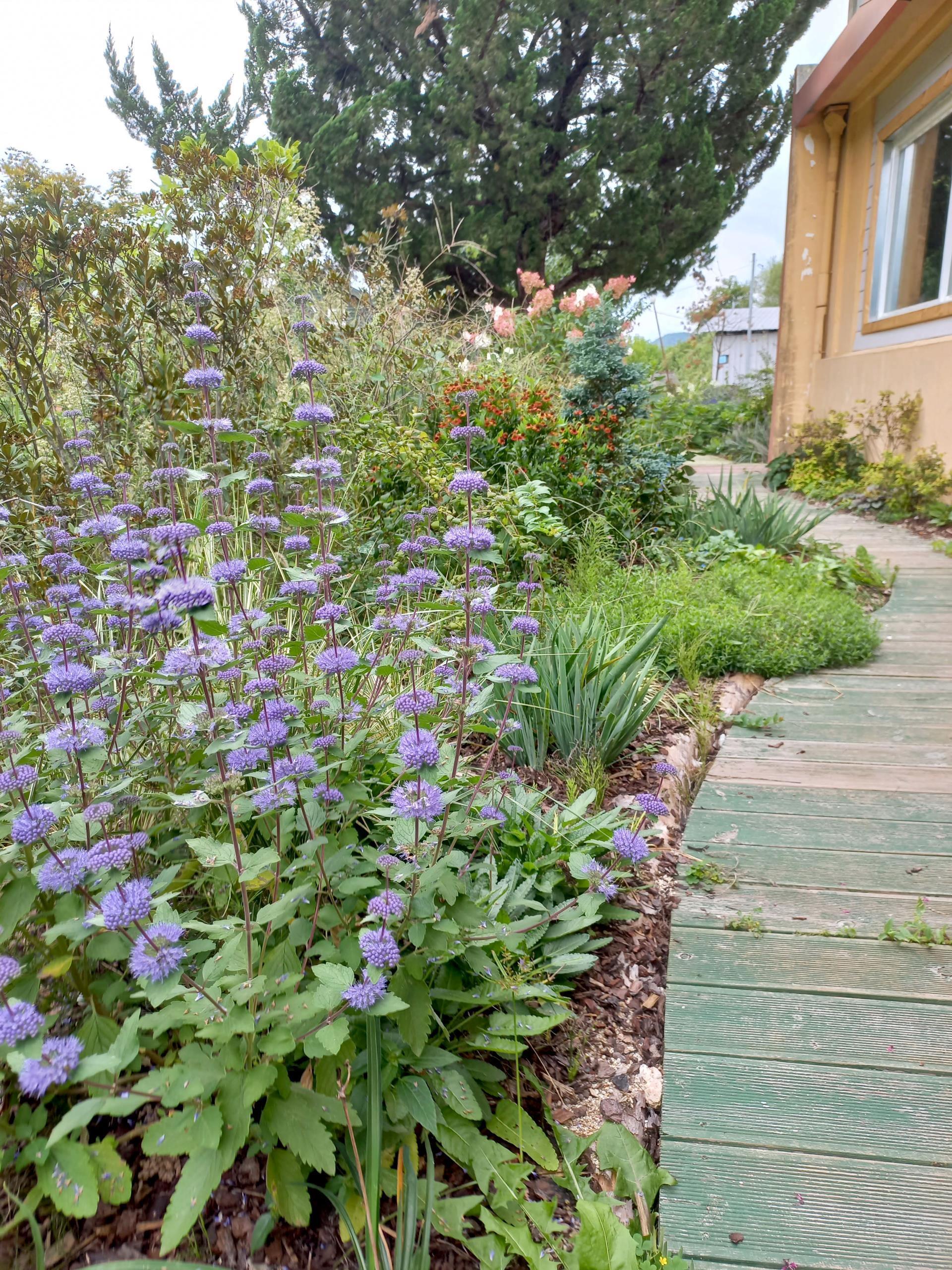 caryopteris_incana_3.jpg