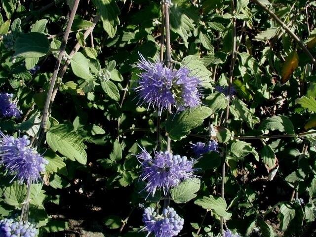 caryopteris_incana_5.jpg