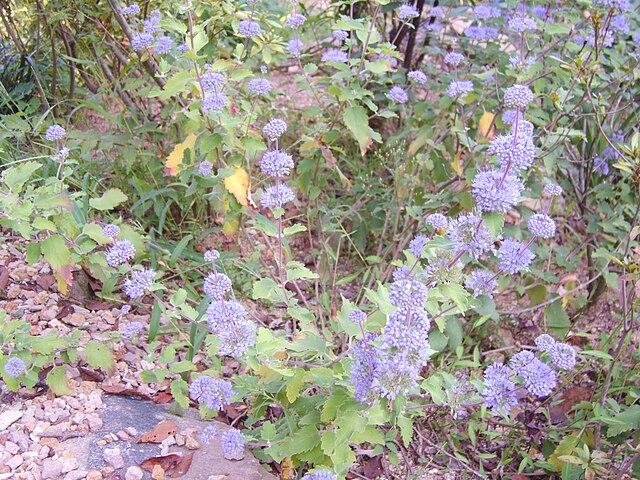 caryopteris_incana_6.jpg