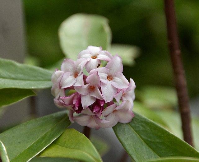 daphne_odora_4.jpg