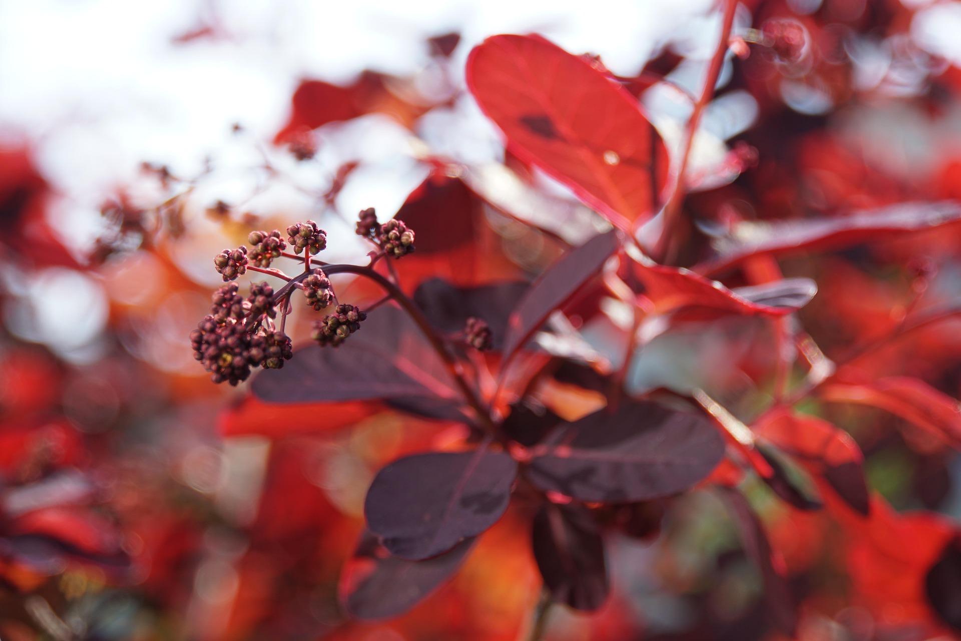 cotinus_coggygria_royal_purple_1.jpg