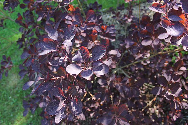 cotinus_coggygria_royal_purple_2.jpg
