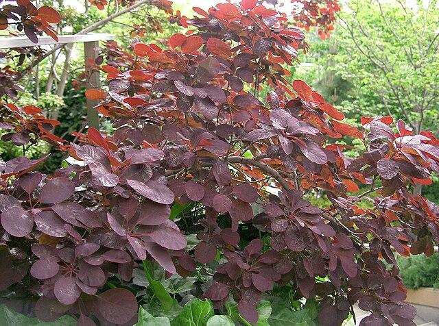 cotinus_coggygria_royal_purple_3.jpg