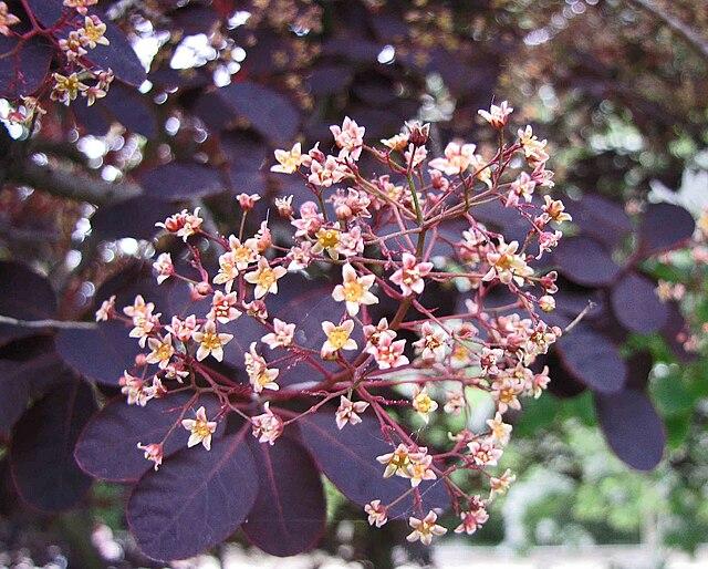cotinus_coggygria_royal_purple_4.jpg