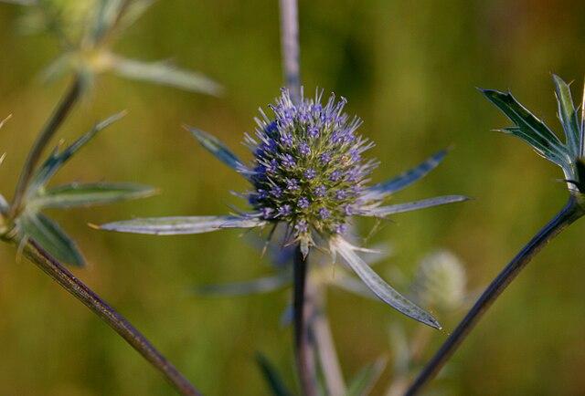 eryngium_planum_l_1.jpg