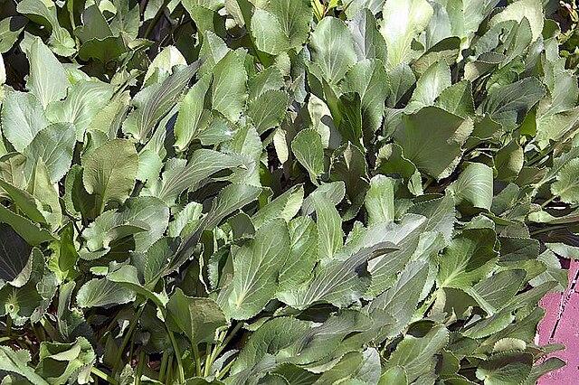 eryngium_planum_l_2.jpg