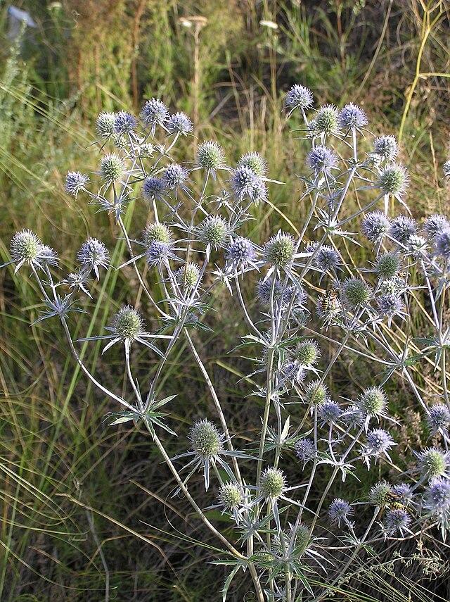 eryngium_planum_l_3.jpg