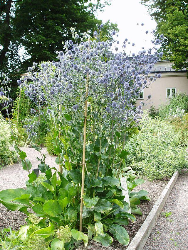 eryngium_planum_l_5.jpg