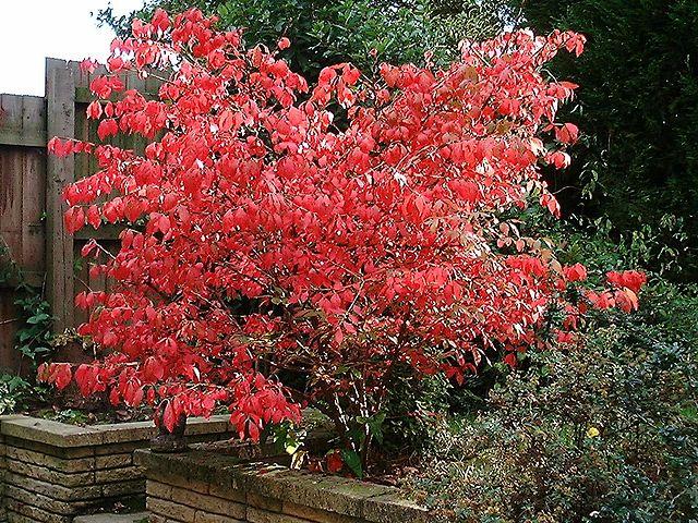 euonymus_alatus_1.jpg