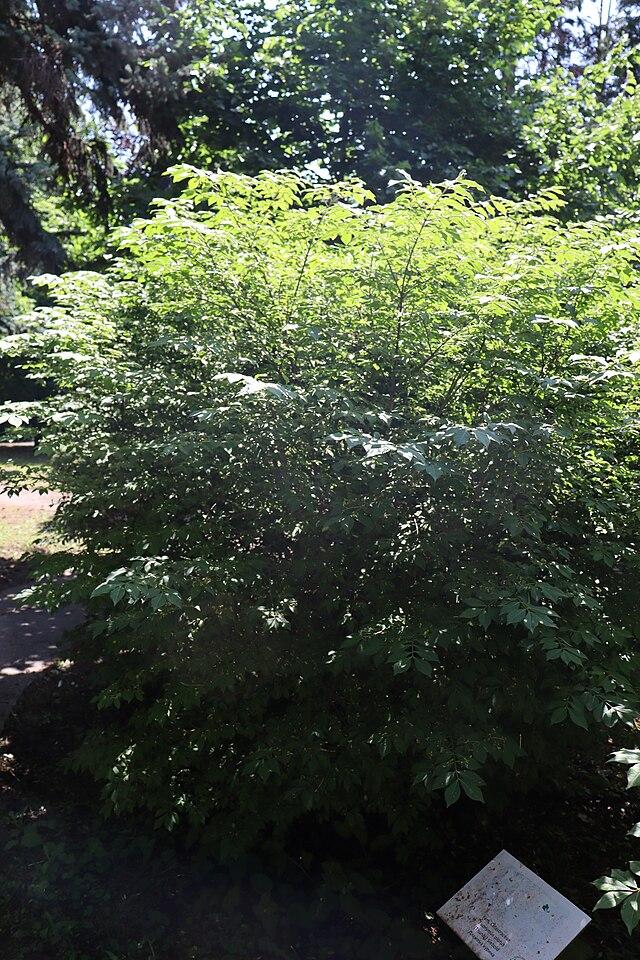 euonymus_alatus_2.jpg