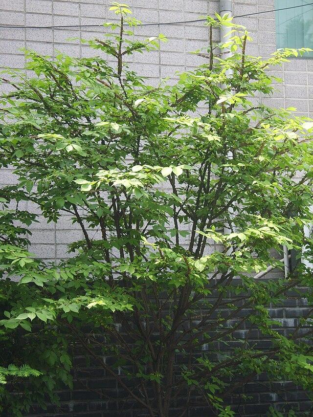 euonymus_alatus_5.jpg
