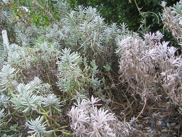 lavandula_angustifolia_mill_2.jpg