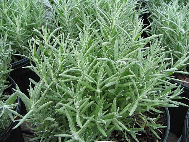 lavandula_angustifolia_mill_3.jpg