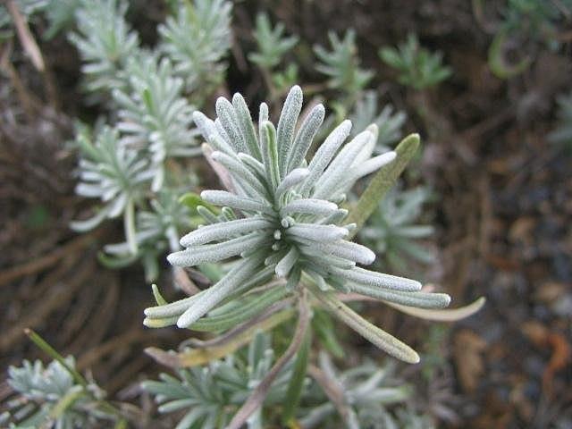 lavandula_angustifolia_mill_5.jpg