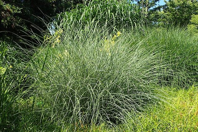 miscanthus_sinensis_morning_light_1.jpg