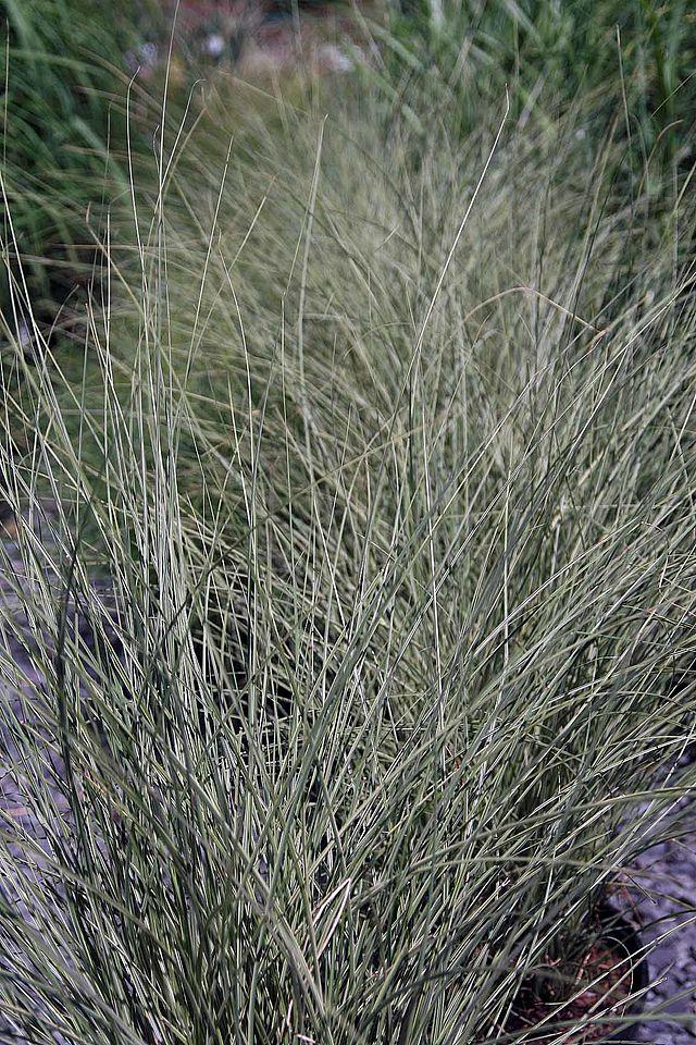 miscanthus_sinensis_morning_light_2.jpg