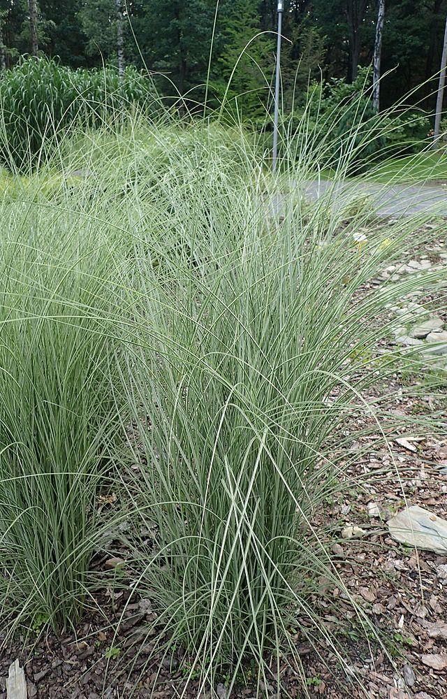miscanthus_sinensis_morning_light_3.jpg