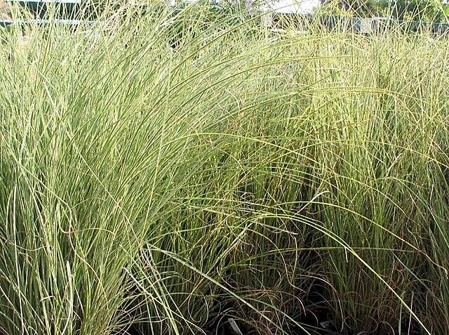 miscanthus_sinensis_morning_light_5.jpg