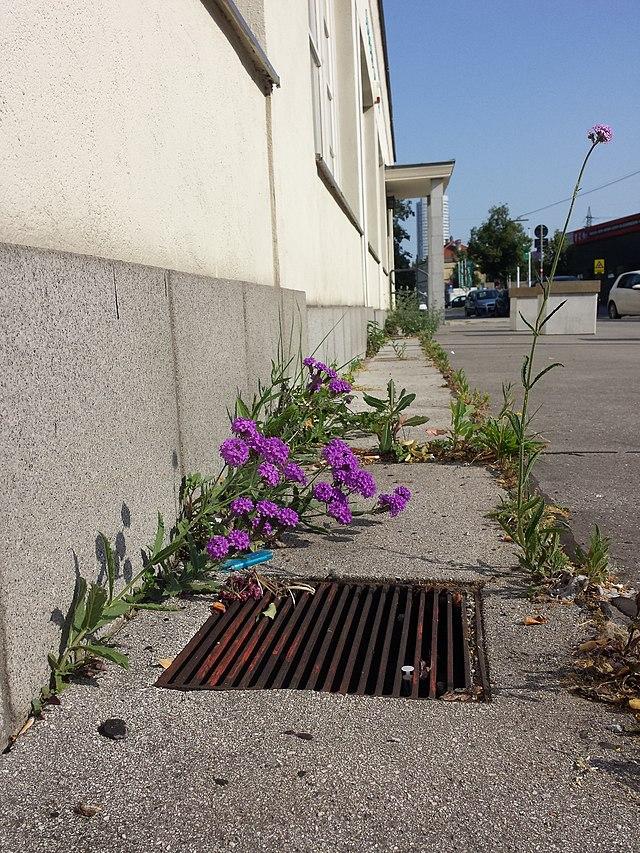 verbena_rigida_2.jpg