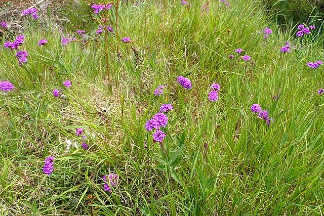 verbena_rigida_3.jpg