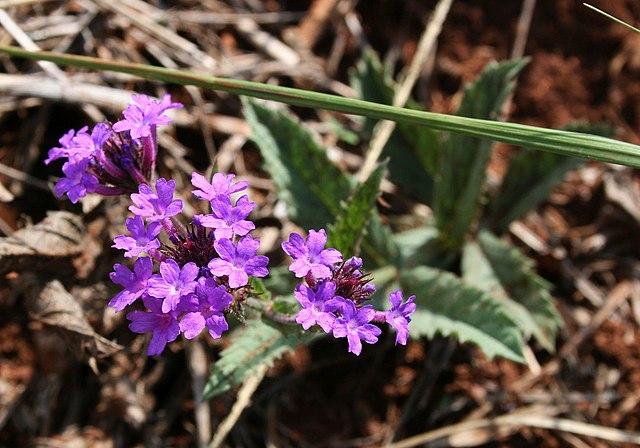 verbena_rigida_4.jpg