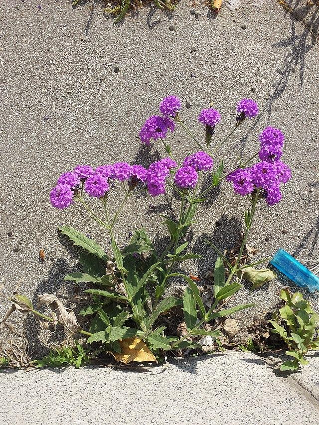 verbena_rigida_5.jpg